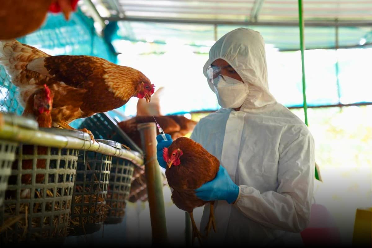 ¡Alerta! Gripe aviar H5N1 ¡Alerta! Gripe aviar H5N1