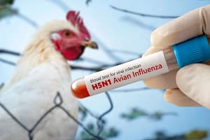 ¡Alerta! Gripe aviar H5N1: Síntomas, Riesgos y cómo evitarla