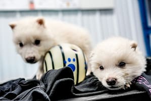 Colossal Biosciences Revive al Lobo Terrible ¡Impresionante!