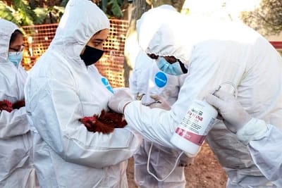 Confirman primer caso de Gripe Aviar en humanos en Durango